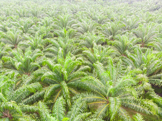 Aerial view palm oil plantation field with morning fog