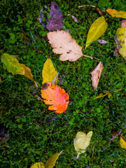 Buntes Herbstlaub auf einer Wiese