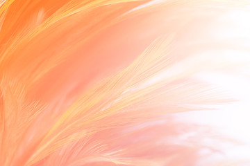 Beautiful orange pink color trends feather pattern texture background