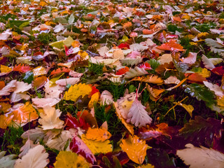 Buntes Herbstlaub auf einer Wiese
