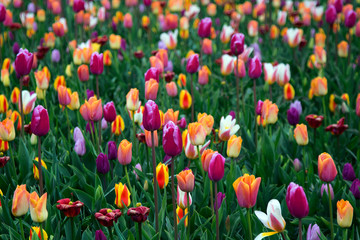 Multi Colored Tulip Background