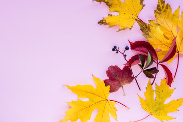 Autumn composition. yellow and red leaves with berries on a pink background. autumn background. flat lay, top view, copy space
