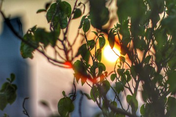 The sunset behind the green leaves