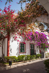 Fototapeta na wymiar house in the south with flowers bougainvillea