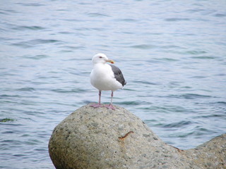 オオセグロカモメ