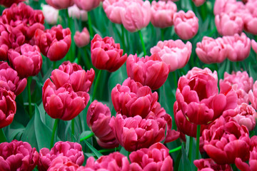 Fototapeta premium Colored tulips in the garden