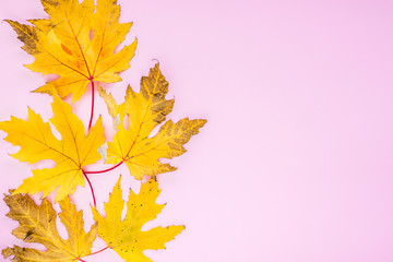 Autumn composition. yellow leaves with berries on a pink background. autumn background. flat lay, top view, copy space