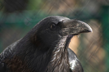 Fototapeta premium Black bird. Common raven, Corvus corax. Wild life animal