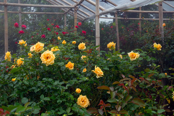 Colourful rose flower garden in full bloom