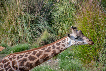 Giraffe in the bushes. The wild nature. Natural life. Writing area.