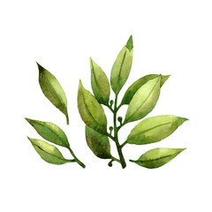 Isolated watercolor bay leaves