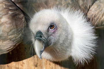 Griffon Vulture or Gyps fulvus perched. Close up
