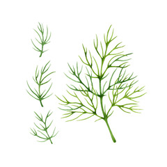 Isolated watercolor fresh dill