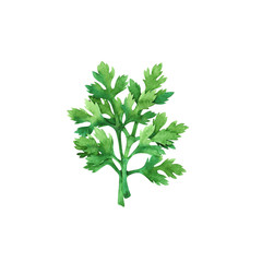 Isolated watercolor fresh parsley