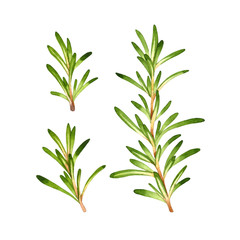 Fototapeta premium Isolated watercolor fresh rosemary