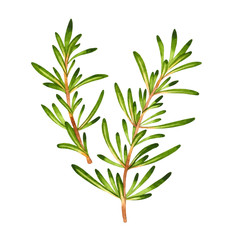 Isolated watercolor fresh rosemary