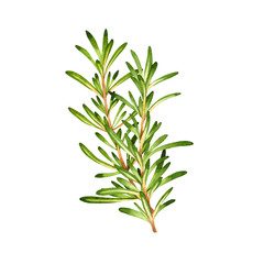 Isolated watercolor fresh rosemary