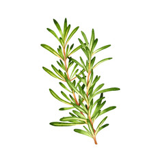 Naklejka premium Isolated watercolor fresh rosemary