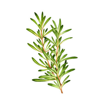 Isolated Watercolor Fresh Rosemary