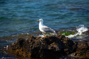 Sea gull resting on a small island.