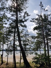 Pine trees on a background of a reservoir and blue sky in summer
