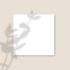 The shadow of plants. Square Paper Mockup with realistic shadows overlays leaves on pink background. Vector.