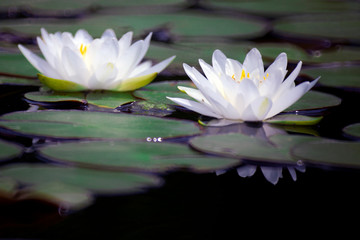 Very nice lotus flower on the water.