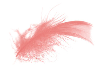 Beautiful light pink feather isolated on white background