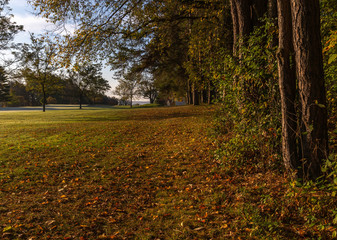 fall or autumn scene with leaves at golf couse