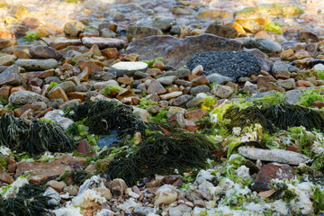 Anemonia Viridis, also known as snakelocks anemone is a sea animal found in Mediterranean Sea. Sea anemone come ashore in Prince Islands at Marmara Sea of Turkey.