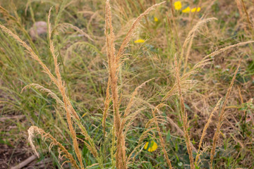 Dry grass flowers that will bloom in the summer