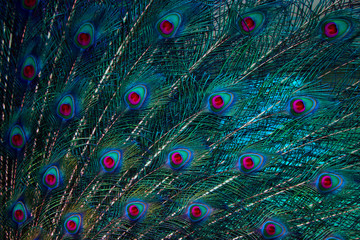 Obraz premium The beauty of Peacock feather 