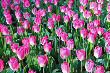 Fototapeta premium Endless pink and white tulips
