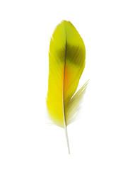 Beautiful yellow macaw parrot lovebird feather isolated on white background