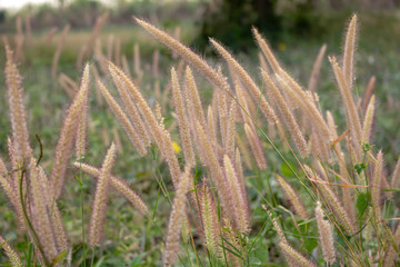 field beautiful brown grass flowers in the summer