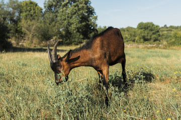 Brown goat eating on the meadow