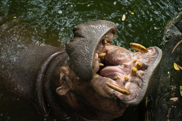 Hippo with open mouth in water ,waiting for feeding. African Hippopotamus, Hippopotamus amphibius capensis,  animal in zoo , Thailand.