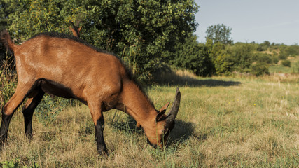 Horned goat  eating on a meadow