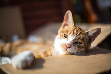 cat on sofa