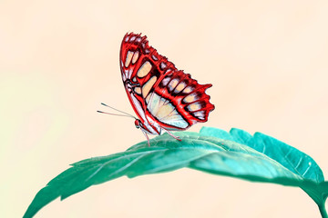 Closeup Malachite (siproeta stelenes) beautiful butterfly in a summer garden