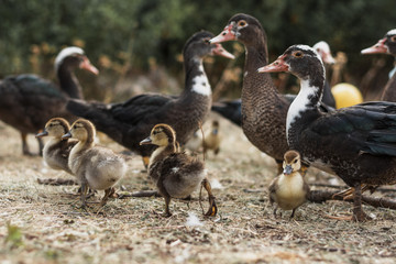 Group of young ducks with little buds