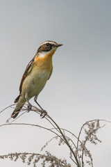Bird Whinchat  (Saxicola rubetra) sits on a dry blade of grass in a meadow