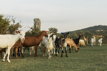 Naklejka na ściany i meble Goats walking on a peaceful green landscape