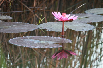 pink lotus flower in pond