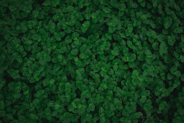 Green leaves texture top view background. Full frame of tropical dark green leaf tone.