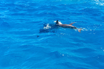 Fototapeta na wymiar Dolphins in Red sea not far from the Hurghada city, Egypt