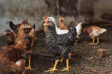 Group of chickens in a farm yard