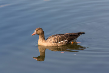 Greater White-fronted Goose (Anser albifrons)