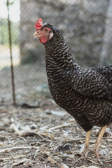Hen standing in the farmyard