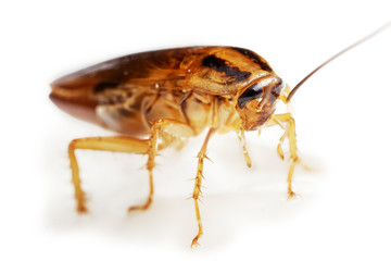Half-turn view of a living adult red cockroach macro isolated on the white background with shadows....